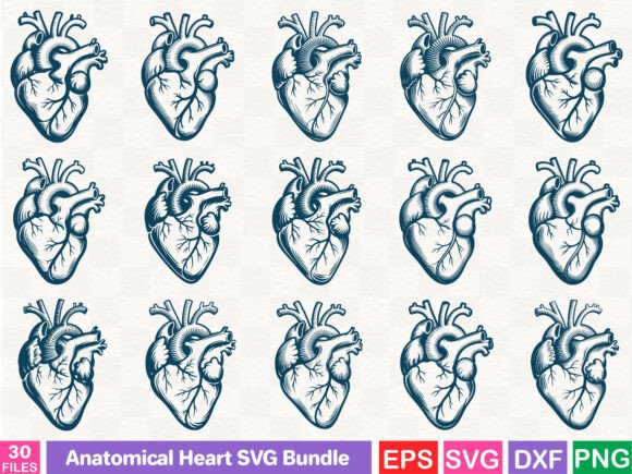 Anatomical Heart SVG Bundle